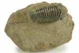 Detailed Reedops Trilobite - Atchana, Morocco #376974-1